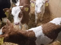 Skot (série, pohlaví neuvedeno), Simmental cattle — foto 3