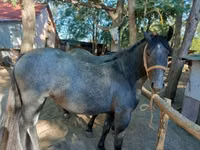 Horse (M), Horses — photo 3