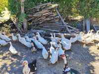 Německý pekin — foto 3