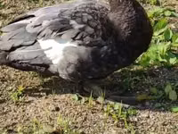 Ducks — Foto 4