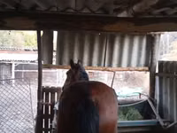 Jument, Chevaux — photo 3