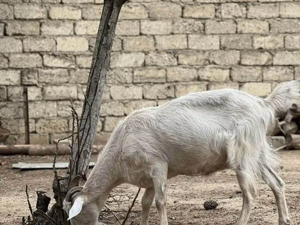 Koza, Saanen goat
