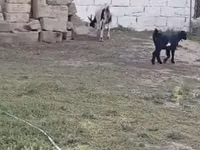 თხა, თხები — ფოტო 2