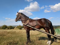 Cavalo, Cavalos — foto 1
