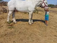 حصان, Percheron — الصورة 5