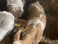 Сиыр, Simmental cattle — 2-сурет