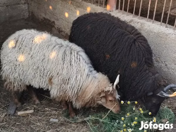 Qoʻy, Racka sheep