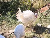 Turkeys — Foto 3