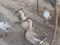 Geese — 写真 3