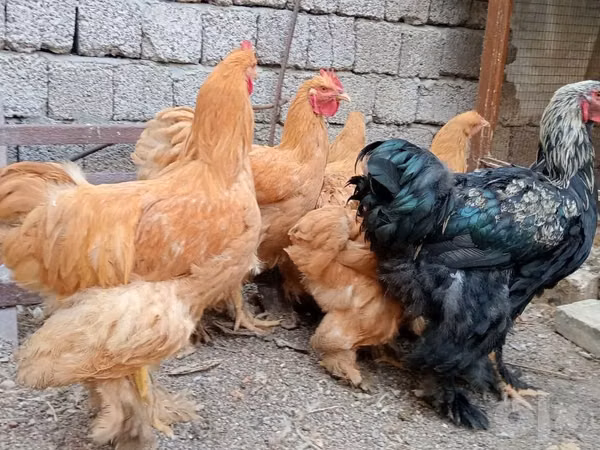 Brahma