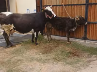 Sigir, Alatau zotі — 6-rasm