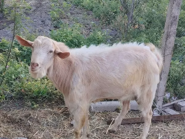 Boucs, Saanen goat