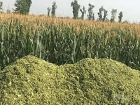 Silos sotiladi — 20 kg 15 000 so‘m, Xatirchi — الصورة 2