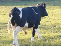 Buğa, Russian Black pied cattle — foto 4