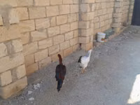 Chickens — الصورة 5