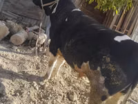 Toro, Ganado vacuno — foto 2
