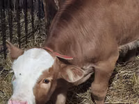 Bull, Simmental cattle — photo 2