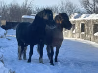 Aygʻir, Mugalzhar horse — 5-rasm