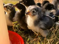Australorp — photo 7