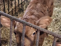 காளை, Simmental cattle — புகைப்படம் 8