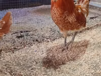 Chickens — foto 2