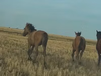 Aygʻir, Bashkir horse — 8-rasm