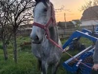 母马, Lipizzaner — 照片 2