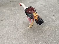 Chickens — foto 2