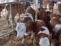 Taureau, Simmental cattle — photo 3