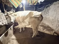 Krowa, Ukrainian Brown Dairy Cattle — zdjęcie 2