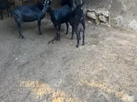 Koza, Murcia-Granada goats — foto 2