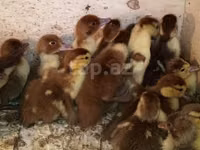 Ducks — foto 4