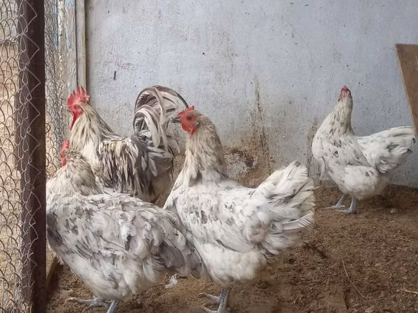 Australorp — Azerbaïdjan
