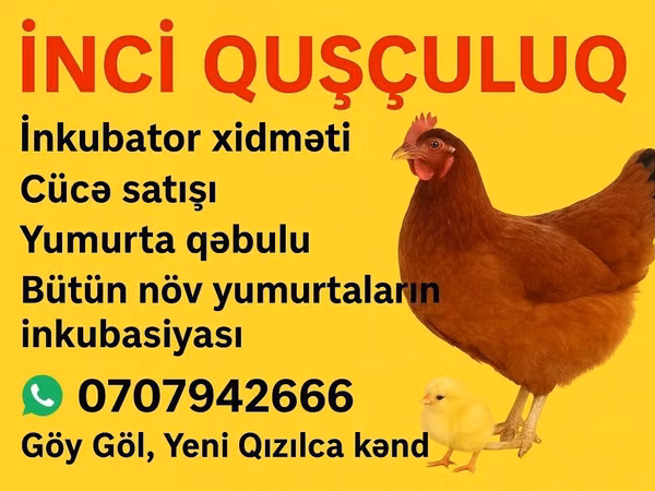 Chickens