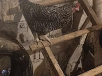 Chickens — zdjęcie 4