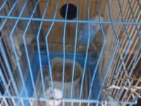 Dalmatin və mavi tonlarda iki cüt dalğıç (hulland) büdcə papuqayı — Foto 2