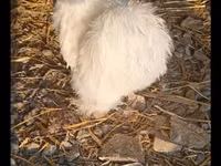 Silkie — foto 4