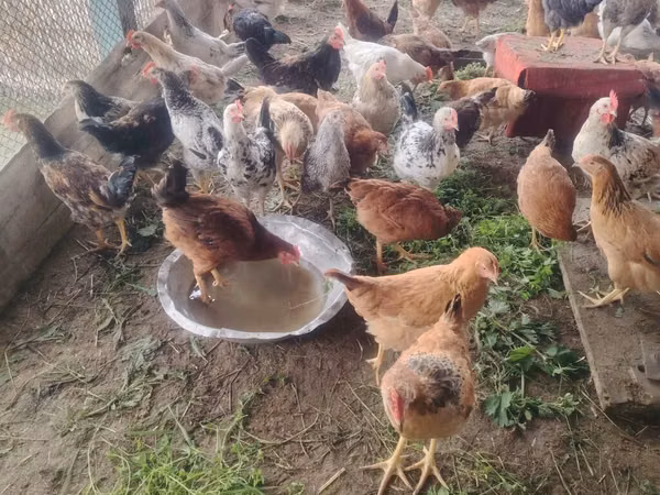 Chickens — Ázerbájdžán