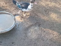 Ducks — 6-rasm