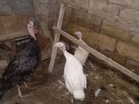 Chickens — zdjęcie 8