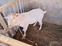 Kozioł, Saanen goat — zdjęcie 7