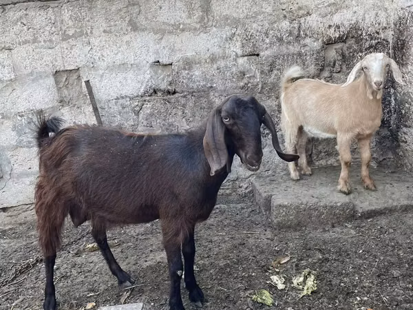 თხა, Damask goat