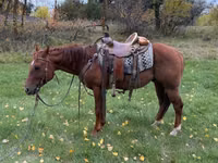ცხენი, Quarter Horse — ფოტო 3
