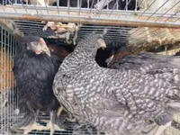 Chickens — zdjęcie 3