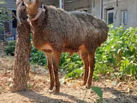 मेढ़ा, भेड़ — फ़ोटो 2