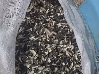 Günəbaxan tumu qabığı — 照片 2
