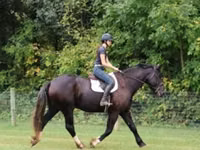 Cavalo, Percheron — foto 7