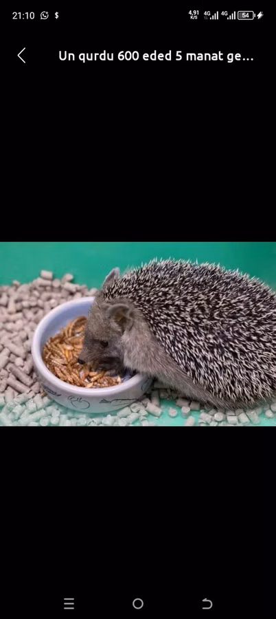 Məhsul: Un qurdları (mealworm) Miqdar və qiymət: 600 ədəd – 5 manat