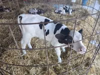 Bull, Holstein breed — photo 2