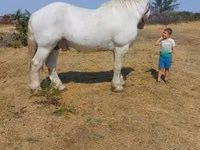 حصان, Percheron — الصورة 2